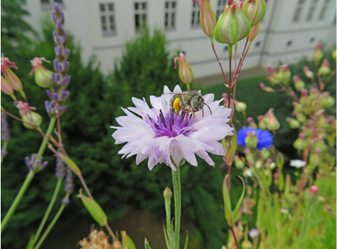 Eine Vierflecke- Pelzbiene